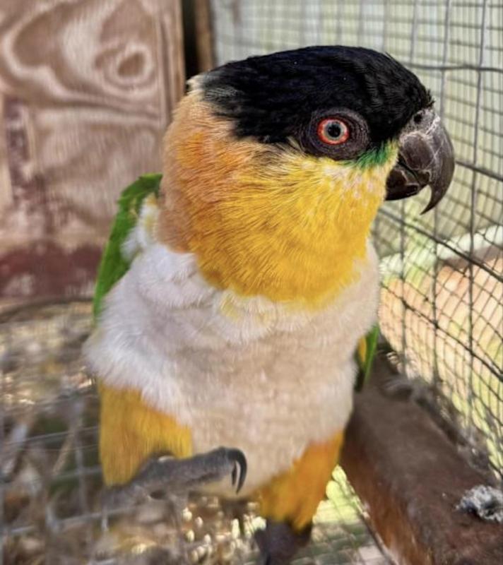 Black head caique female