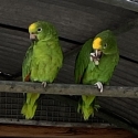 Yellow Crown Amazon Pair