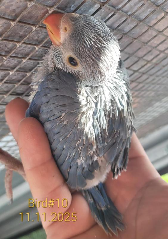 Violet Blue Indian Ringneck - 4 week old for Hand raising