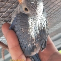 Violet Blue Indian Ringneck - 4 week old for Hand raising