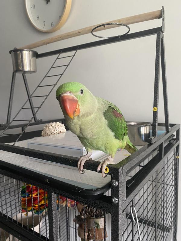 15 week female baby alexandrine
