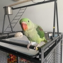 15 week female baby alexandrine