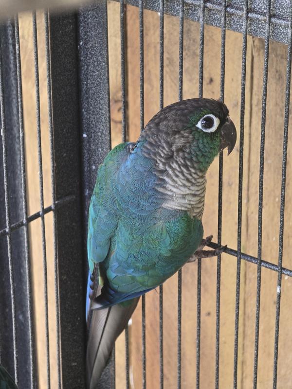 Violet factor GCC breeding pair