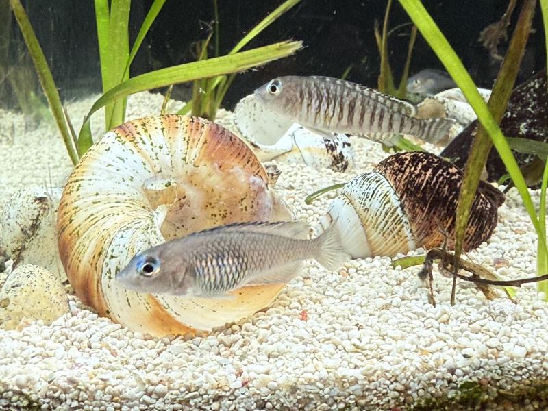 Lamprologus Signatus Pairs