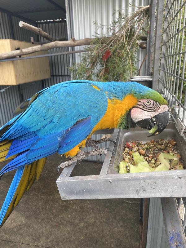 Wanted parrots to handraise