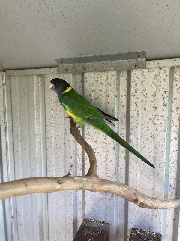 Wanted Australian ring neck 28 parrot