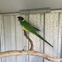 Wanted Australian ring neck 28 parrot