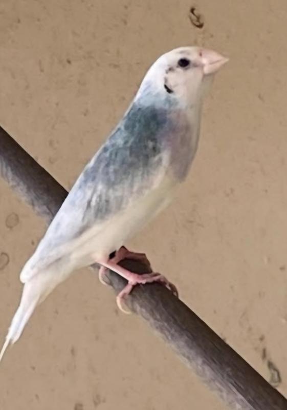 WANTED AVB Gouldians Cocks & Hens