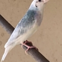 WANTED AVB Gouldians Cocks & Hens