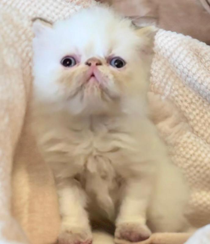 Gorgeous Himalayan Persian and Exotic  kittens