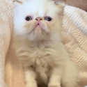Gorgeous Himalayan Persian and Exotic  kittens