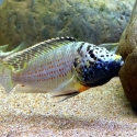 CTENOCHROMIS HOREI