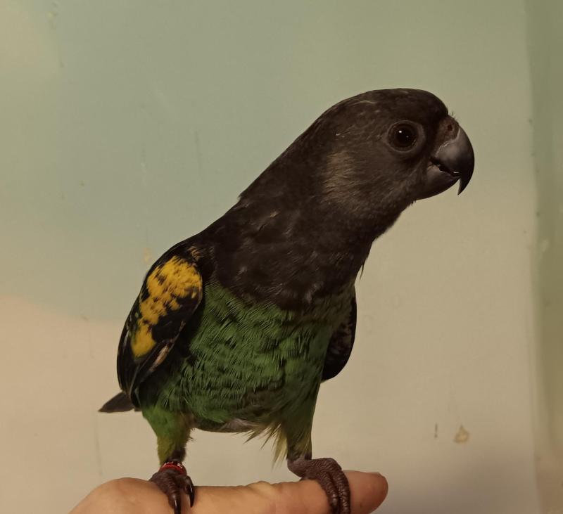 Myers parrot handraised male