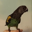 Myers parrot handraised male