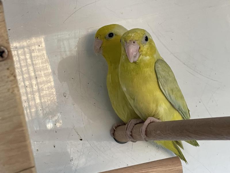 Parrotlets