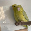 Parrotlets