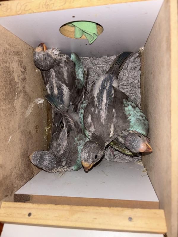 Hand raised Princess Parrots, Fischer lovebirds, Ringnecks