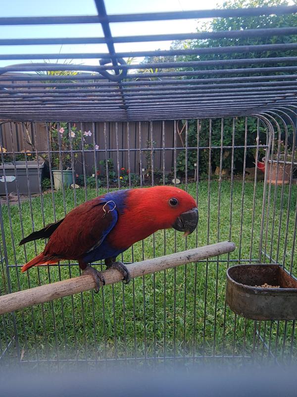 Handraised Eclectus