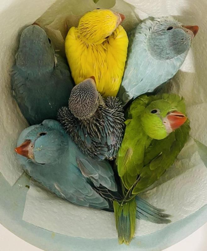 Hand raised Indian ringnecks