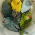 Hand raised Indian ringnecks