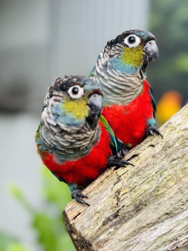 Hand raised & breeding pair crimson bellied conures