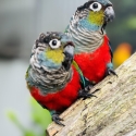 Hand raised & breeding pair crimson bellied conures