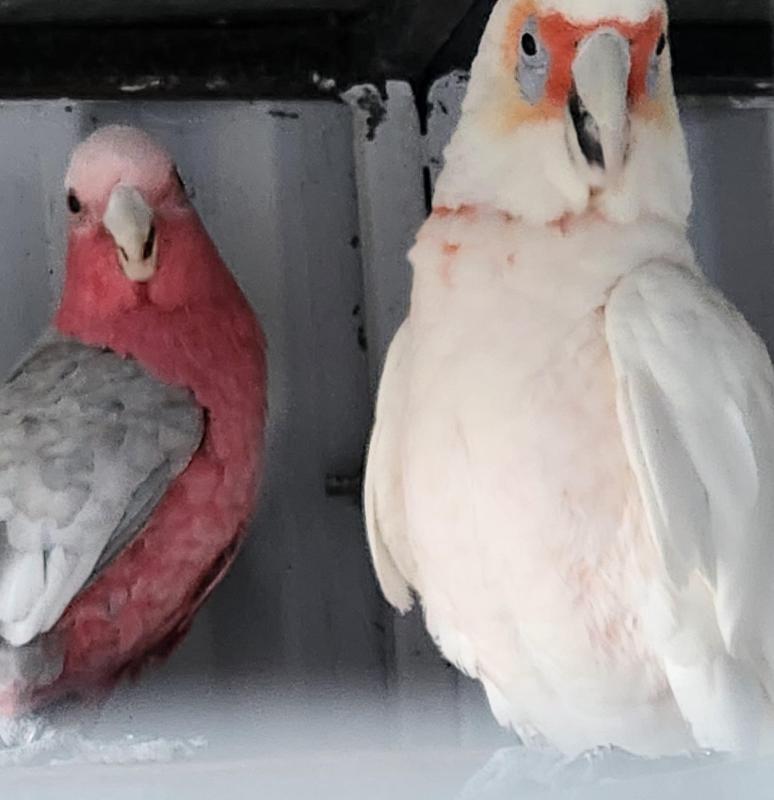 Corella and Galah