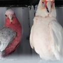 Corella and Galah