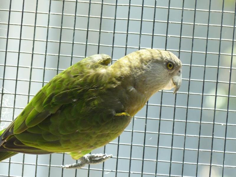 Brown headed parrot pairs