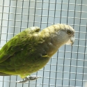 Brown headed parrot pairs
