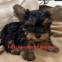 Yorkshire terrier puppies