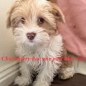 Exotic Yorkshire terrier females males
