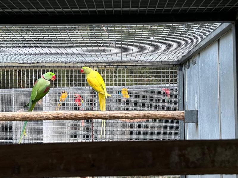 Alexandrine  Eckys parrots babies macaws