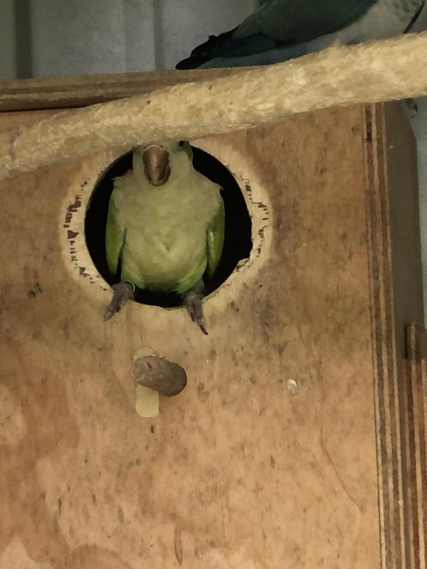 Breeding pair of Quakers