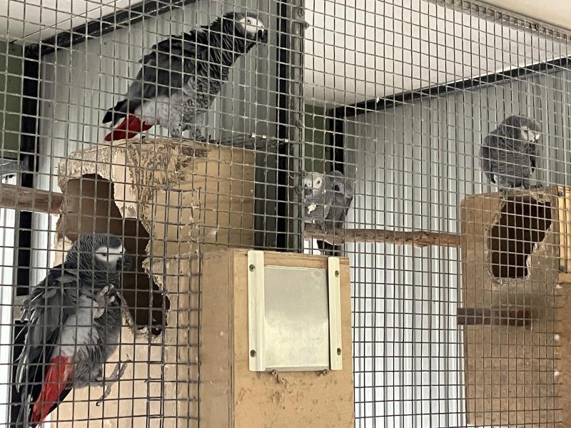Mature pairs African Greys