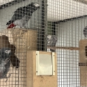 Mature pairs African Greys