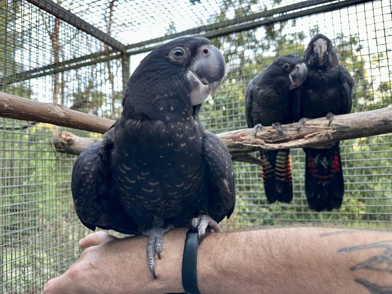 Hand raised Red Tail Black Cockatoos
