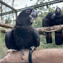 Hand raised Red Tail Black Cockatoos