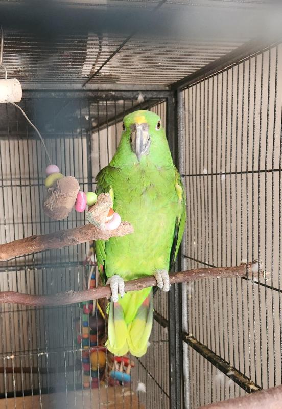 Male Yellow naped Amazon