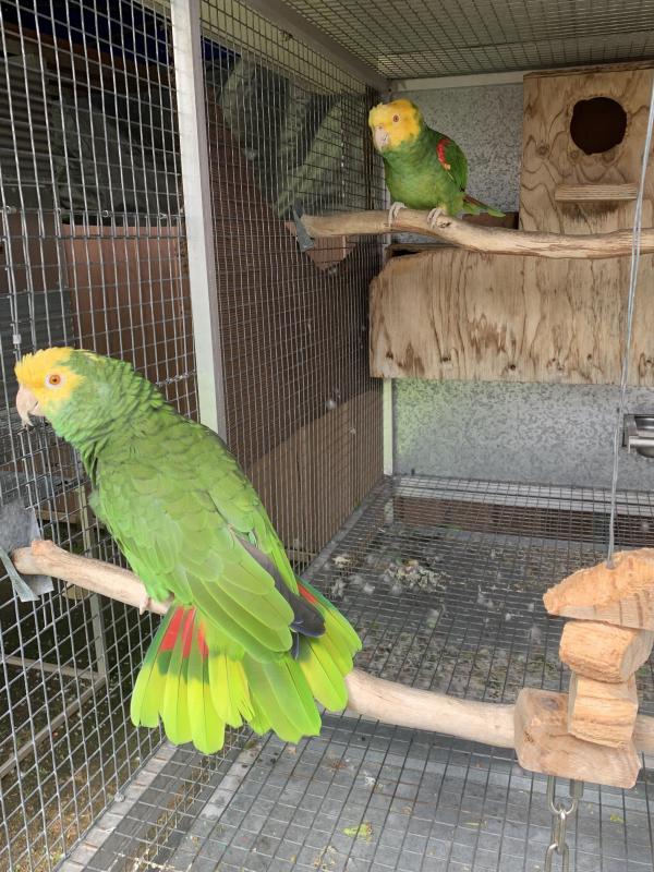 Double yellow headed amazon breeding pair