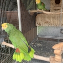Double yellow headed amazon breeding pair