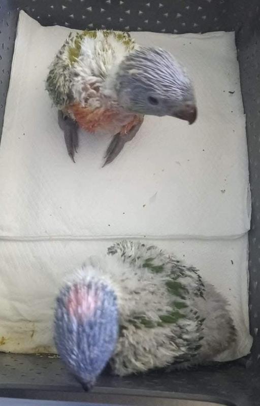 WANTED: Lorikeet Chicks for hand raising