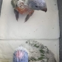 WANTED: Lorikeet Chicks for hand raising