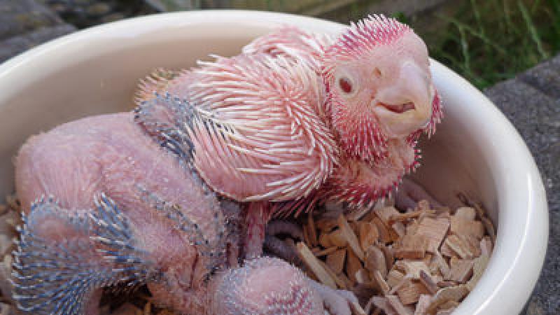 Wanted Galah Chicks for Hand Raising