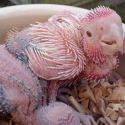 Wanted Galah Chicks for Hand Raising