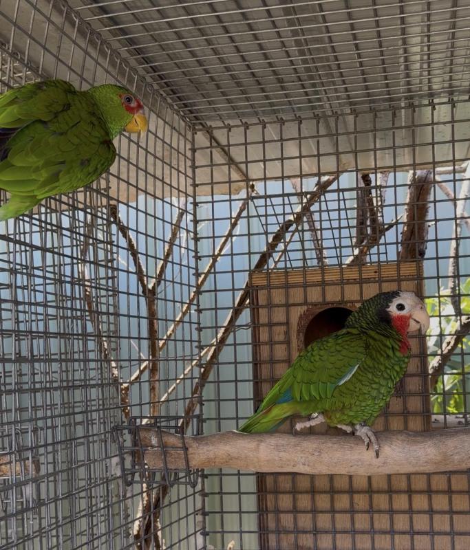 White fronted Amazon female