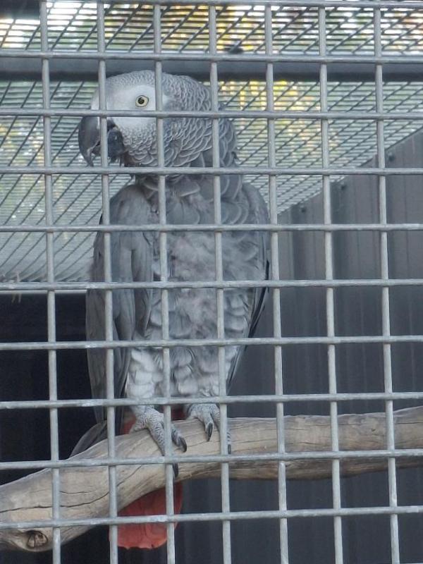 African Grey  COCK bird
