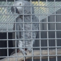 African Grey  COCK bird