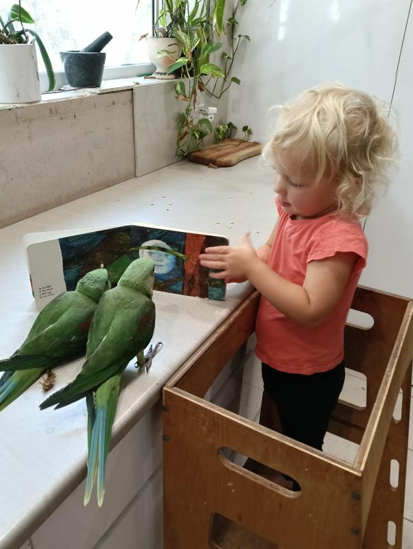 Hand raised Alexandrines