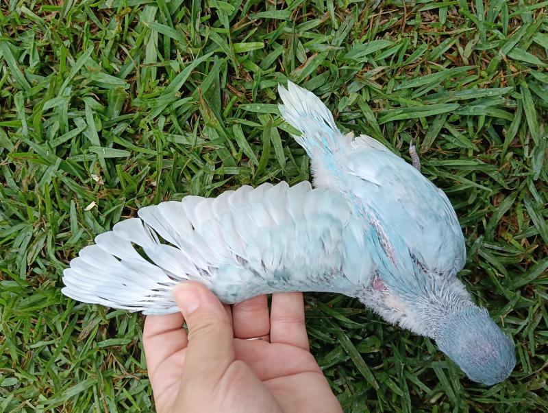 Indian ringnecks for hand raising